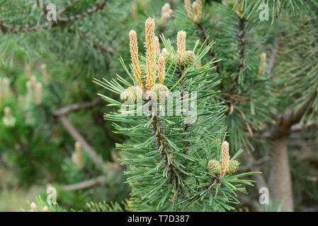 Pinus mugo, Kiefer junge Kegel und schießt auf Ästen Makro Stockfoto