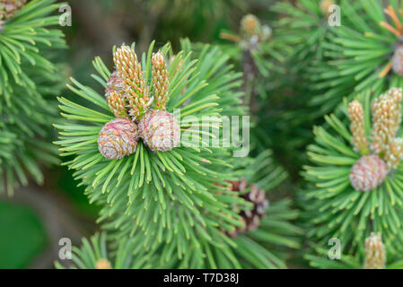 Pinus mugo, Kiefer junge Kegel und schießt auf Ästen Makro Stockfoto