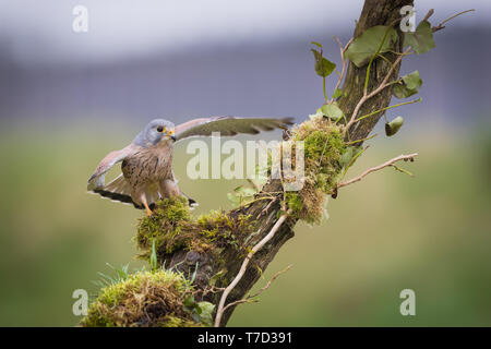 Männliche kestrel Balancing im Wind und Regen Stockfoto