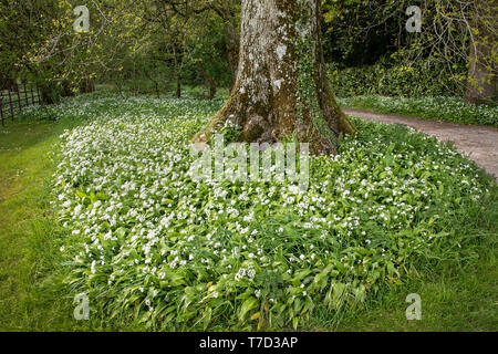 Frühling Bärlauch in voller Blüte, Decke, Holz in Larmer Tree Gardens, Wiltshire GROSSBRITANNIEN Stockfoto