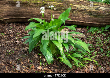 Single Bärlauch Pflanze in Blüte, Larmer Tree Gardens, Wiltshire GROSSBRITANNIEN. Stockfoto