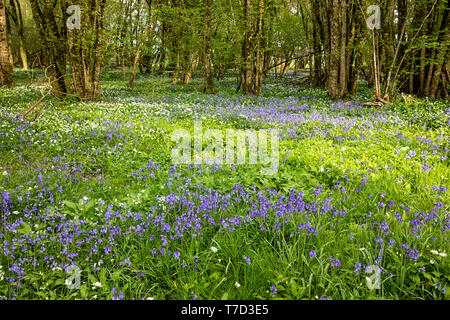 Gemeinsame Bluebells und Wilder Knoblauch an Larmer Tree Gardens, Wiltshire GROSSBRITANNIEN Stockfoto