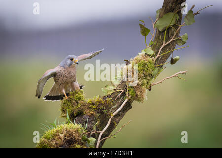 Männliche kestrel Balancing im Wind und Regen Stockfoto