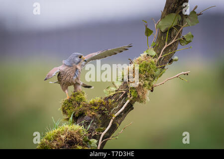 Männliche kestrel Balancing im Wind und Regen Stockfoto