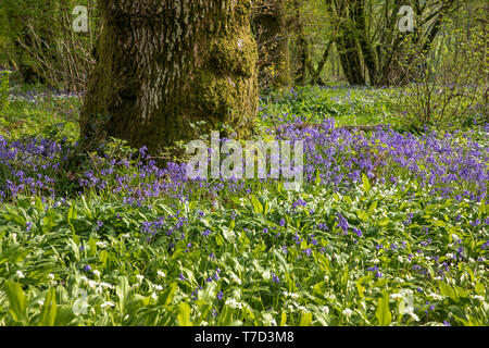 Gemeinsame Bluebells und Wilder Knoblauch an Larmer Tree Gardens, Wiltshire GROSSBRITANNIEN Stockfoto