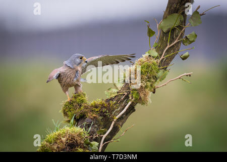 Männliche kestrel Balancing im Wind und Regen Stockfoto