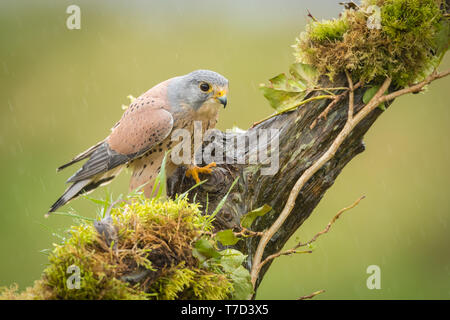 Männliche Kestrel thront auf einem Zweig in der Regen Stockfoto