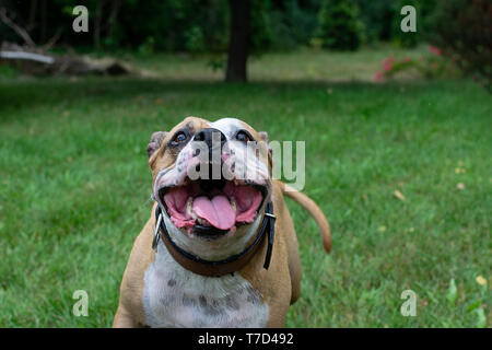 Amstaff spielt mit Wasser aus einem Gartenschlauch. Hund Mops und fröhliche Sprünge auf Die grüne Feder rasen. Stockfoto