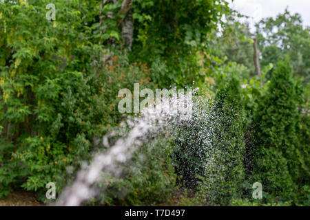 Der Strom von Wasser aus dem Gartenschlauch spritzt auf die grüne Sträucher im Garten, während Sie verwässert werden. Stockfoto
