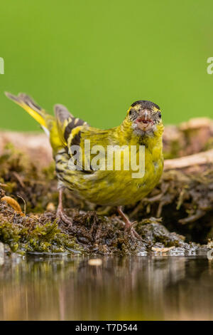 Männliche siskin in Wales im Frühling Stockfoto