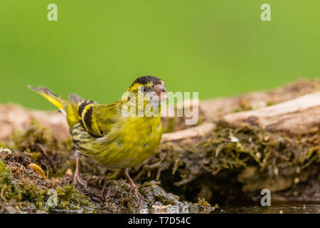 Männliche siskin in Wales im Frühling Stockfoto