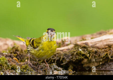 Männliche siskin in Wales im Frühling Stockfoto