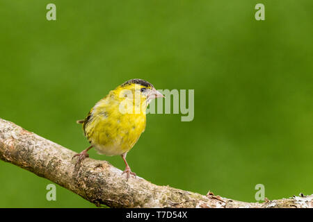 Männliche siskin in Wales im Frühling Stockfoto