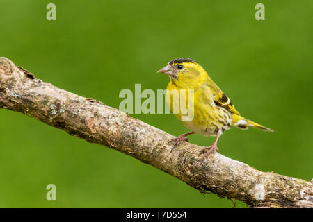 Männliche siskin in Wales im Frühling Stockfoto