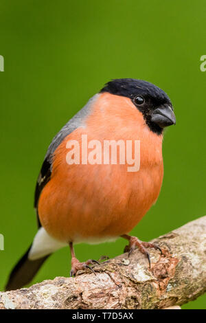 Männliche Dompfaff im Frühling in Wales Stockfoto