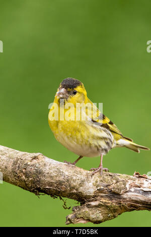 Männliche siskin in Wales im Frühling Stockfoto