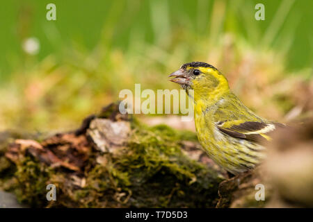 Männliche siskin in Wales im Frühling Stockfoto