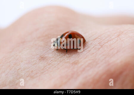 Marienkäfer Insekt kriecht auf der Hand der Person. Makro Bild schließen. Stockfoto
