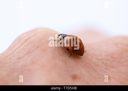 Marienkäfer Insekt kriecht auf der Hand der Person. Makro Bild schließen. Stockfoto