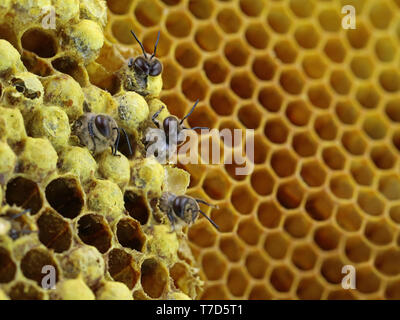 Nahaufnahme eines Bienen Bruteier aus einer Wabenstruktur mit Kopie Raum Stockfoto