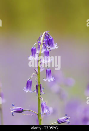 Einzelnen bluebell, in Holz Derbyshire Kopie übernommen. Großbritannien Stockfoto