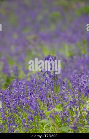 Einzelnen bluebell, in Holz Derbyshire Kopie übernommen. Großbritannien Stockfoto