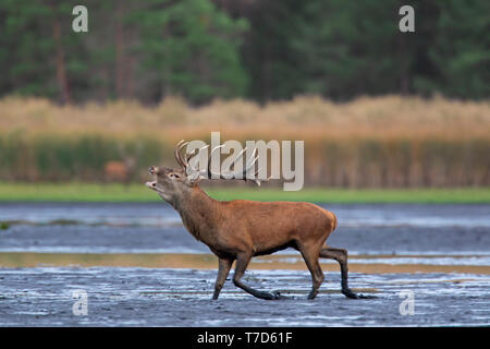 Einsame Rotwild (Cervus elaphus) Rothirsch läuft durch den Schlamm von See/Teich/River während Gebrüll/Roaring während der Brunft im Herbst/Herbst Stockfoto