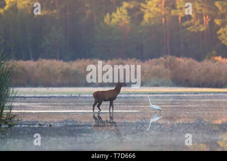 Einsame Rotwild (Cervus elaphus) Rothirsch und Silberreiher (Ardea alba) stehen im seichten Wasser des Sees/stream/River im Herbst/Herbst Stockfoto