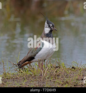 Kiebitz, Vanellus, At, Lunt, Wiesen, Liverpool Stockfoto