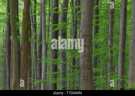 Gemeinsame europäische Buche/Buche (Fagus sylvatica) Bäume in Laubwald im Frühjahr Stockfoto