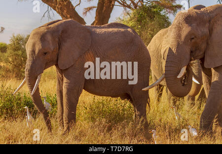 Smiling Happy Elefanten mit Stoßzähnen im warmen Sonnenschein Loxodonta Africana Safari reisen Amboseli National Park Kenia Ostafrika Stockfoto