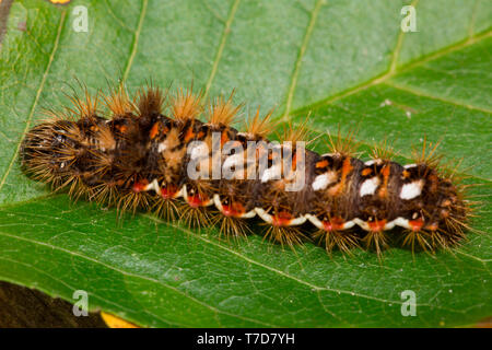 Knoten gras Motte, Caterpillar, (Acronicta rumicis) Stockfoto