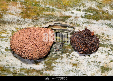 Schleimpilze (Tubifera Ferruginosa) Stockfoto