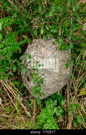 Die mittlere Wespe, Nest, (Dolichovespula Media) Stockfoto