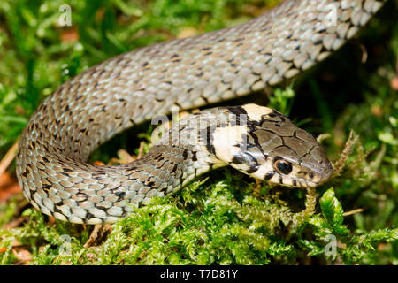 Ringelnatter (Natrix natrix) Stockfoto