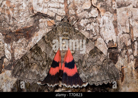 Red underwing, (Catocala nupta) Stockfoto