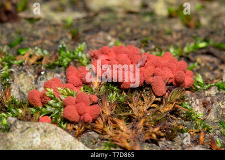 Karneval candy Schleimpilze Arcyria, (Denudata) Stockfoto