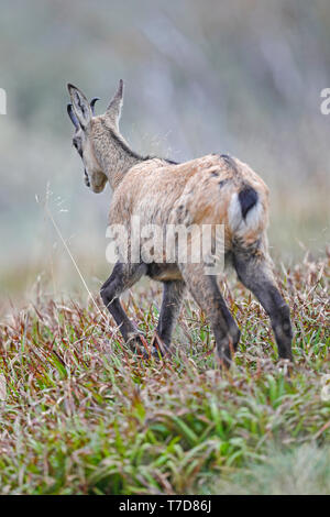 Die gämse (Rupicapra rupicapra), Wildlife, Vogesen, Frankreich Stockfoto