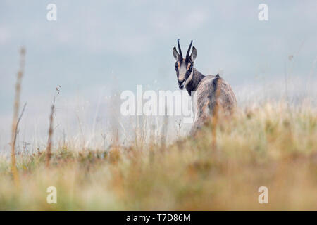 Die gämse (Rupicapra rupicapra), Wildlife, Vogesen, Frankreich Stockfoto