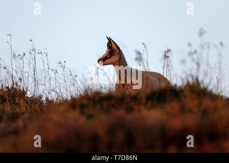 Die gämse (Rupicapra rupicapra), Wildlife, Vogesen, Frankreich Stockfoto