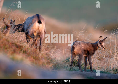 Die gämse (Rupicapra rupicapra), junge Tier, Wild, Vogesen, Frankreich Stockfoto