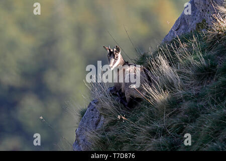 Die gämse (Rupicapra rupicapra), Wildlife, Vogesen, Frankreich Stockfoto