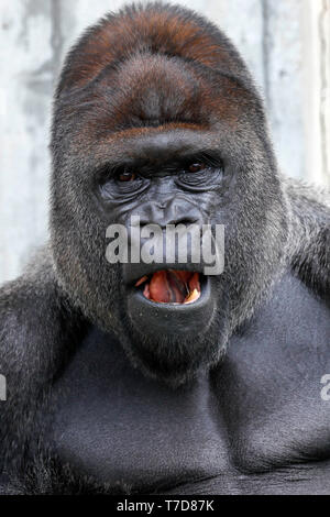 Gorilla (Gorilla gorilla Gorilla), Male, Silverback, Captive Stockfoto