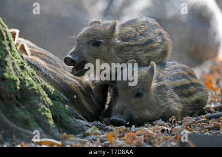 Wildschwein (Sus scrofa), shoats, Captive Stockfoto