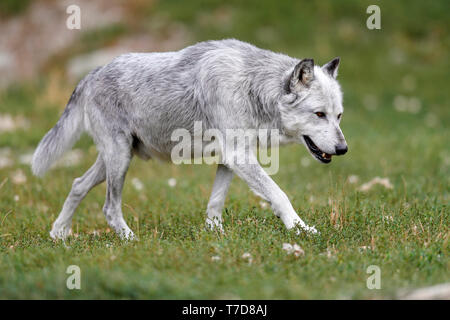 Timber Wolf (Canis lupus lycaon), Captive Stockfoto