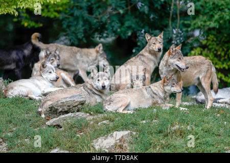 Timber Wölfe (Canis lupus lycaon), Captive Stockfoto