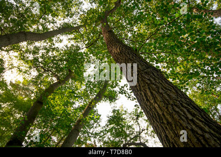 Erle, Nationalpark Vorpommersche Boddenlandschaft, Fischland-Darß-Zingst, Mecklenburg-Vorpommern, Deutschland, Europa, (Alnus glutinosa) Stockfoto