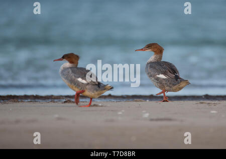 Gänsesäger, Nationalpark Vorpommersche Boddenlandschaft, Fischland-Darß-Zingst, Mecklenburg-Vorpommern, Deutschland, Europa, (Mergus Merganser) Stockfoto