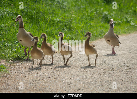 Nilgans, Neckartal, Schwaben, Baden-Wuerttemberg, Heilbronn-franken, Deutschland, (Alopochen Aegyptiaca) Stockfoto