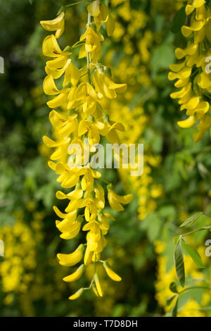 Gemeinsame Goldregen, Hohenlohe, Baden-Württemberg, Heilbronn-franken, Deutschland, (Laburnum anagyroides) Stockfoto